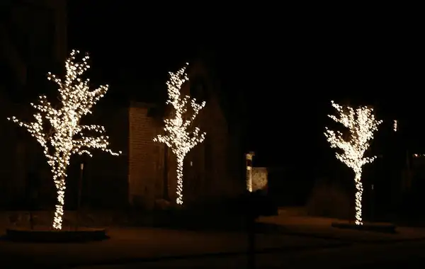 Three trees with trunks and branches wrapped in warm white lights in front of a brick home at night