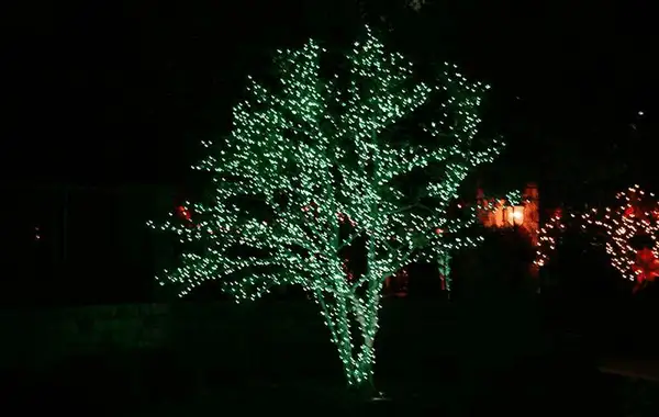 Multi-trunk tree fully wrapped in green lights from trunk to branch tips at night