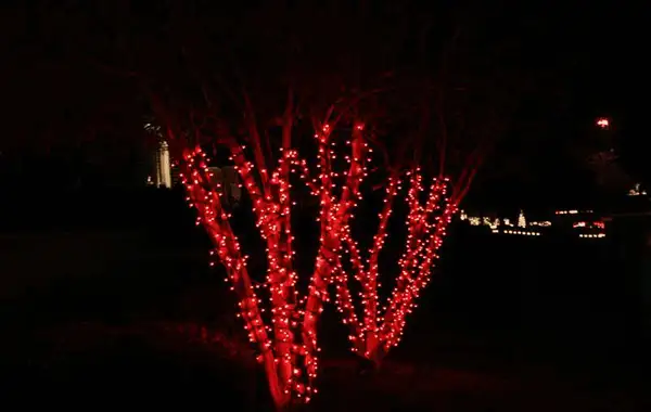 Multi-trunk tree with trunks and main limbs wrapped in red lights at night