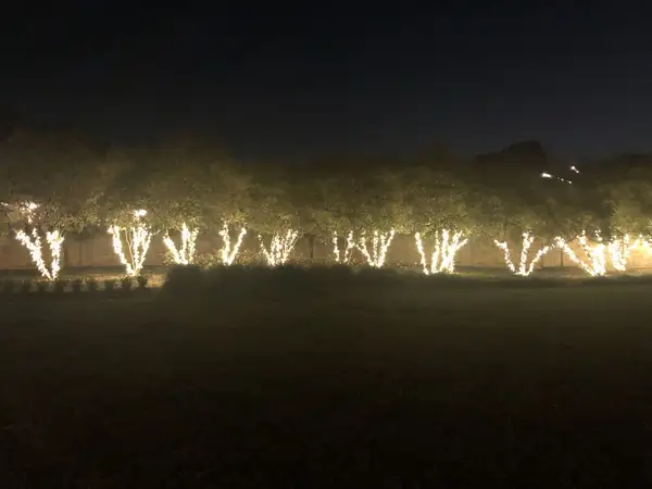 Row of multi-trunk trees along a brick wall with trunks and main limbs wrapped in warm white lights at night