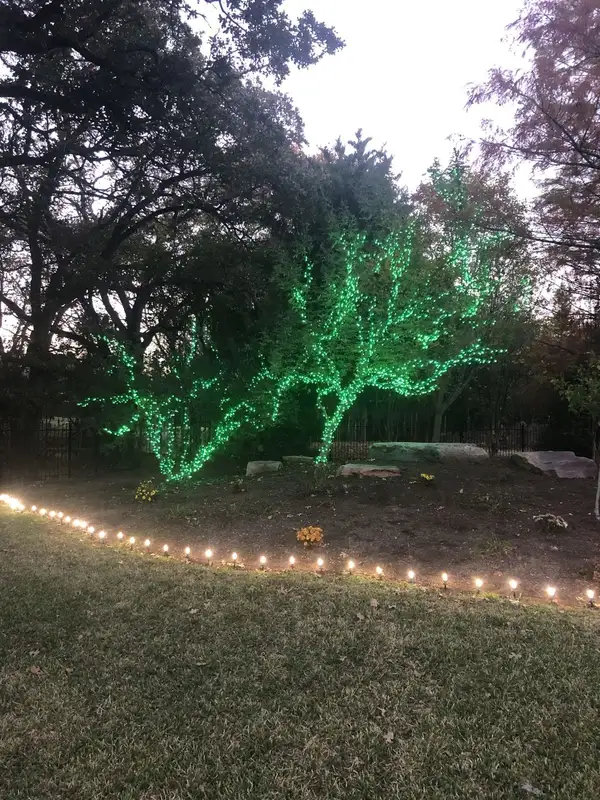 Two trees wrapped in green lights in a garden bed edged with warm white lights at dusk