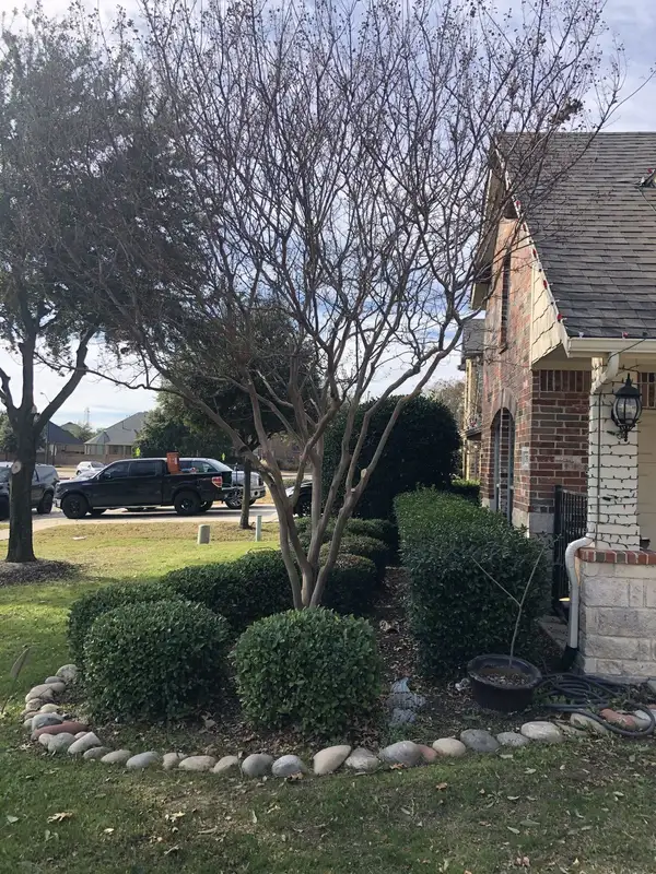 Bare winter crape myrtle behind sheared shrubs with a river rock bed border in a front yard