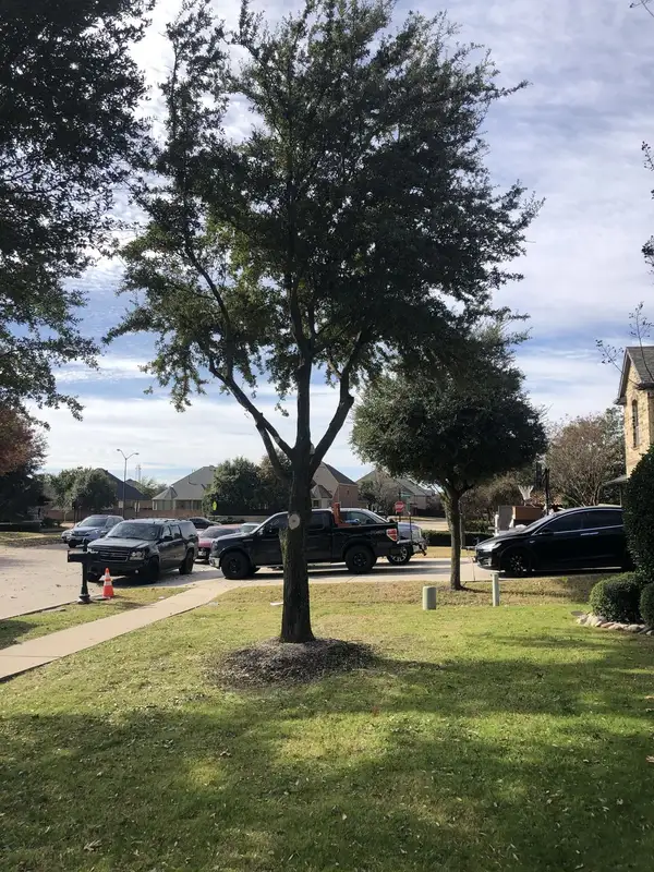 Young oak in a front lawn with fresh pruning cuts and a bark mulch ring at its base