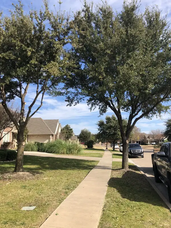 Two live oaks beside a neighborhood sidewalk showing fresh limb pruning cuts after trimming