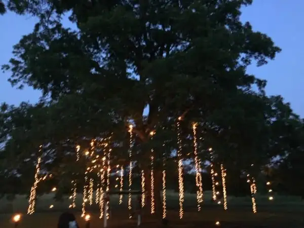Large tree at dusk with vertical strands of warm white lights dangling from its branches