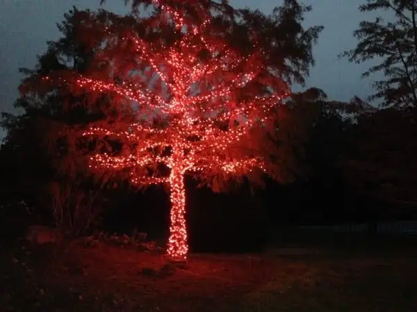 Tree densely wrapped in red lights from trunk through the branches against a darkening sky
