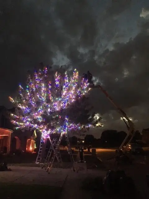 Crew on a boom lift and ladders wrapping a large tree with multicolor lights at dusk