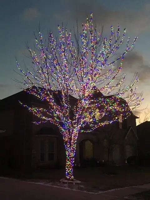 Tall tree fully wrapped in multicolor lights from trunk to upper branches in front of a brick home at dusk