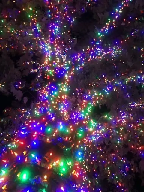 Looking up into tree branches densely wrapped with multicolor lights at night