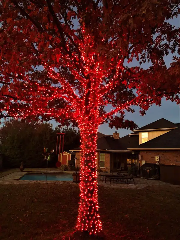 Large tree with trunk and limbs wrapped in red lights in a backyard with a pool at dusk
