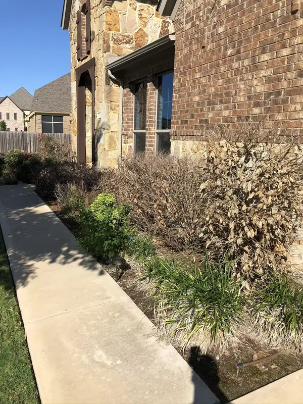 Dead brown shrubs and dormant liriope along a sidewalk beside a stone and brick home