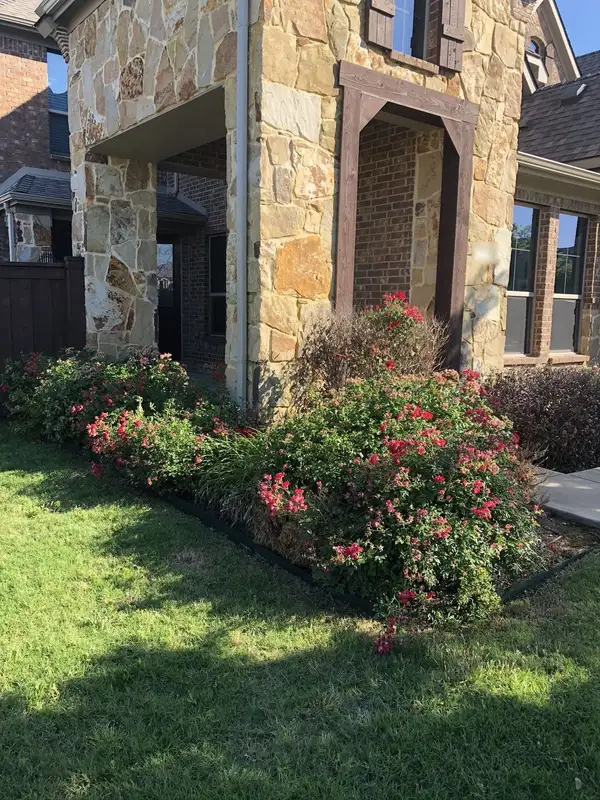 Blooming red shrub roses and liriope in a steel-edged bed beside a stone and brick home