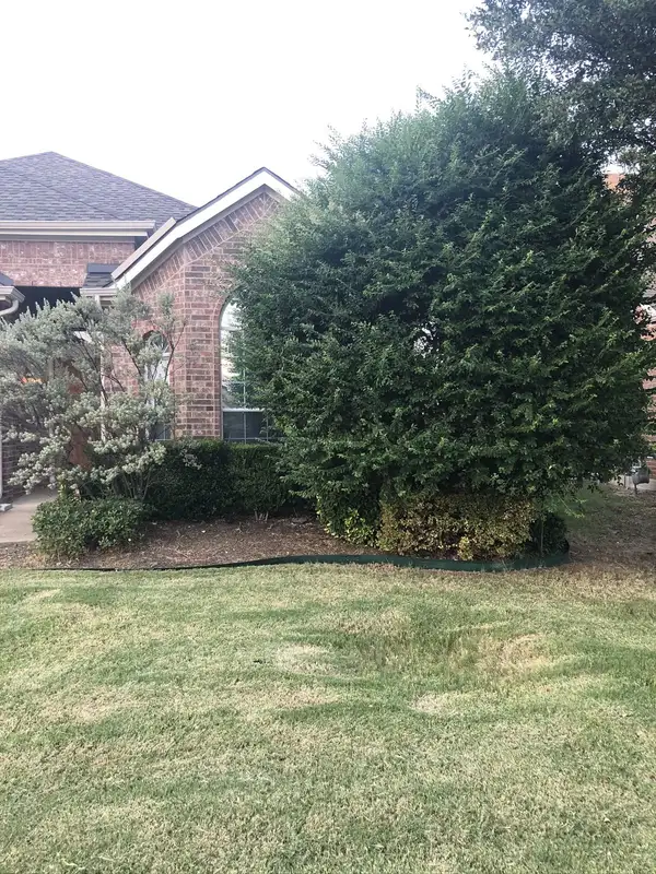 Overgrown evergreen shrub covering the side of a brick house beside a steel-edged bed